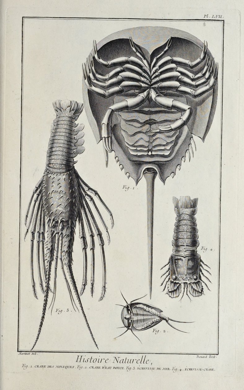 Schaaldieren, illustratie uit 