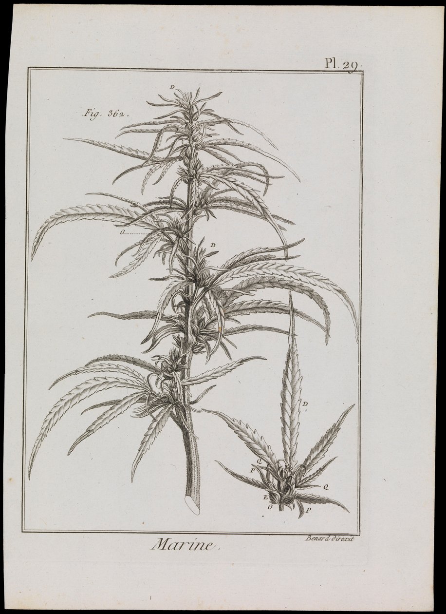 Marien diagram van bloemen, c.1810 door Robert Benard
