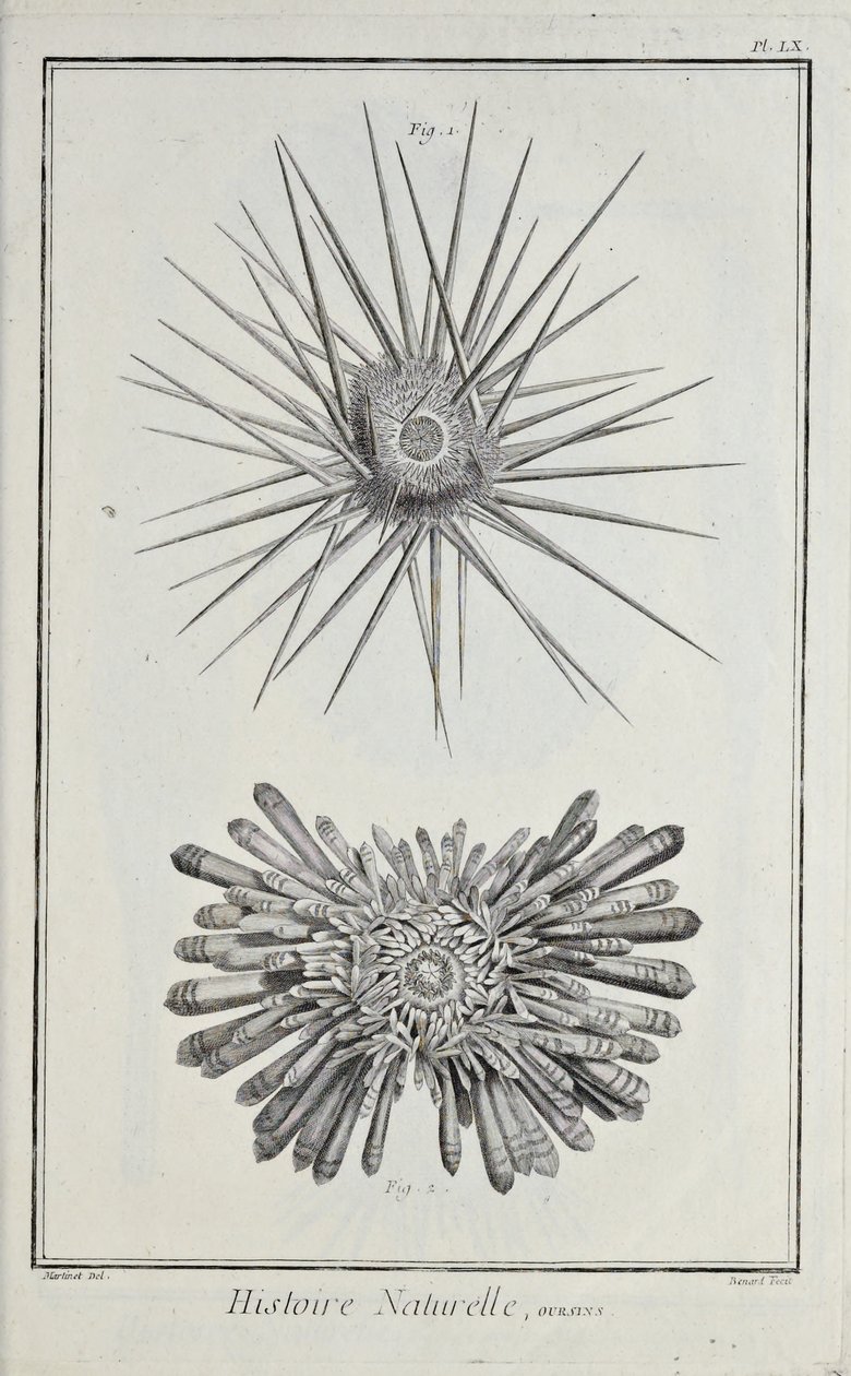 Zee-egels, illustratie uit 