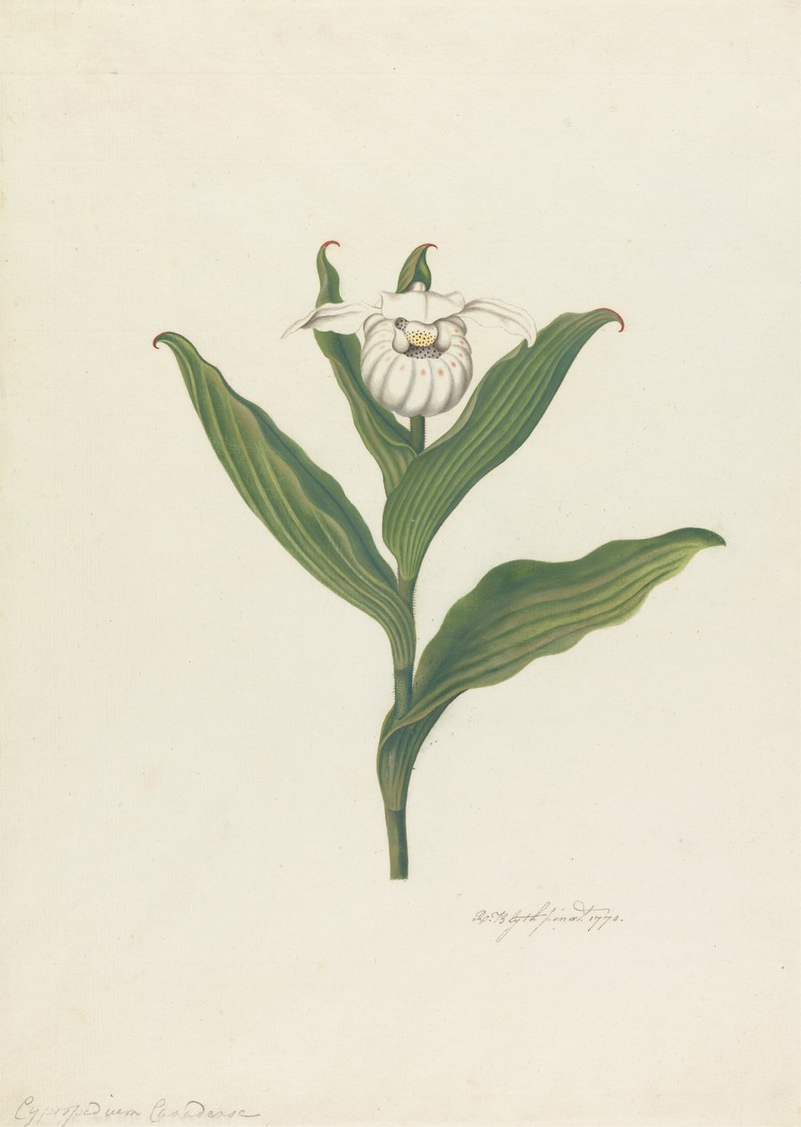 Vrouwenschoentje (Cypripedium Canadense, Calceolus Maria) door Robert Blyth