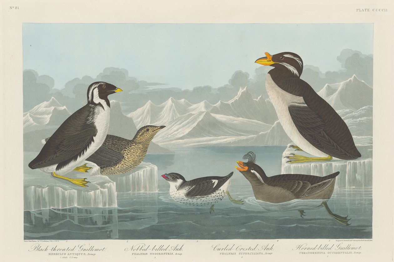 Zwartkeel Guillemot, Knobbelbek Alk, Krulkuif Alk en Gehoornde Alk, 1838 door Robert Havell