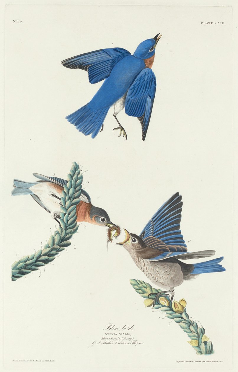 Blauwe vogel door Robert Havell