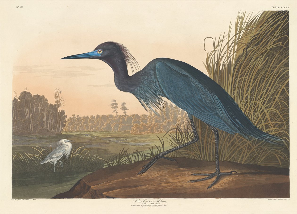 Blauwe Kraanvogel of Reiger door Robert Havell