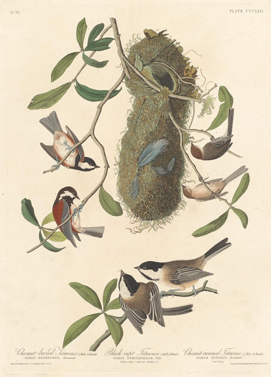 Kastanjebruine Mees, Zwartkopmees en Kastanjekopmees, 1837 door Robert Havell