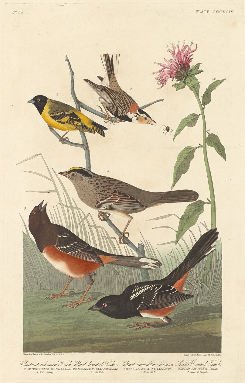 Kastanjekleurige Vink, Zwartkop Sijs, Zwartkroon Gors en Arctische Grondvink, 1837 door Robert Havell