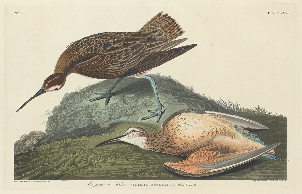Esquimaux-wulp (1834) door Robert Havell