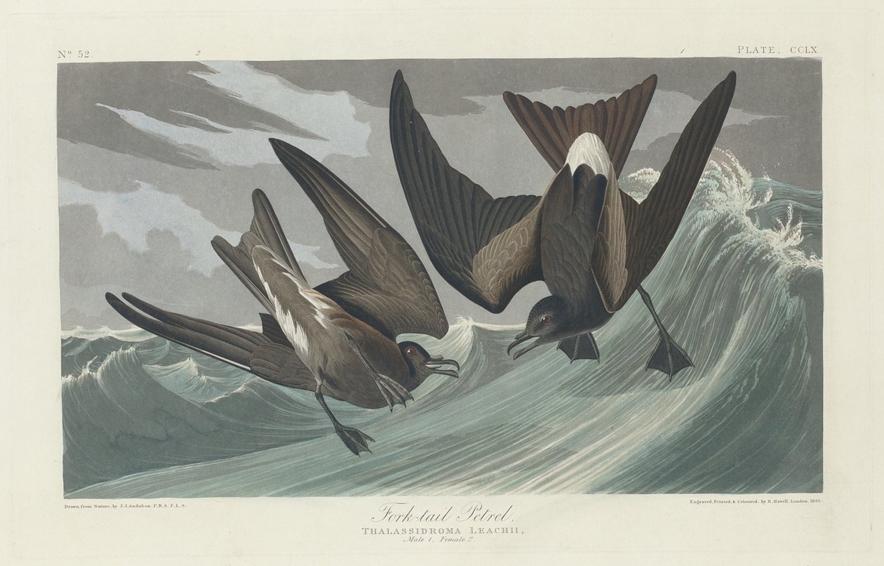 Vorkstaartstormvogel, 1835 door Robert Havell
