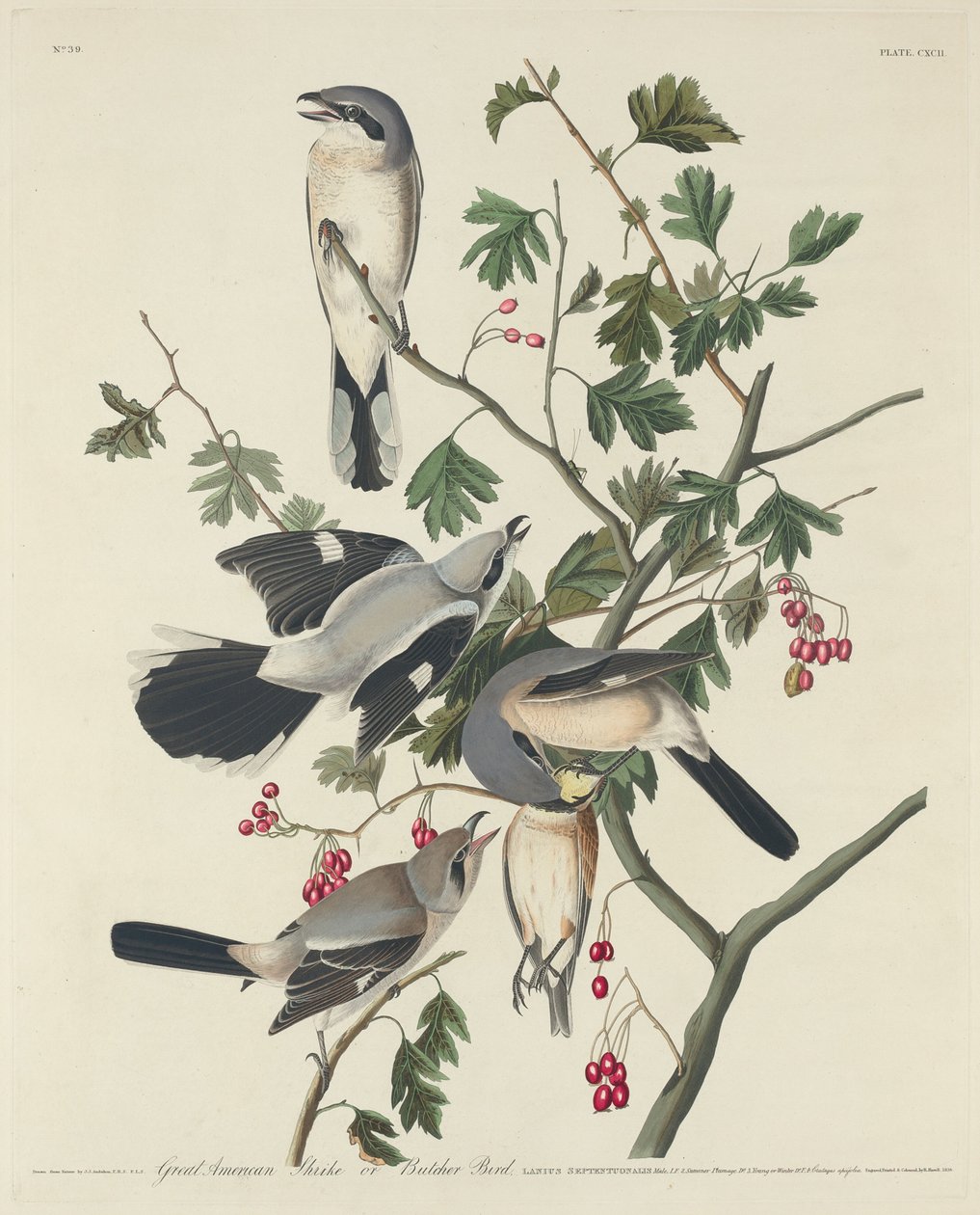 Grote Amerikaanse klauwier of slagersvogel, 1834 door Robert Havell