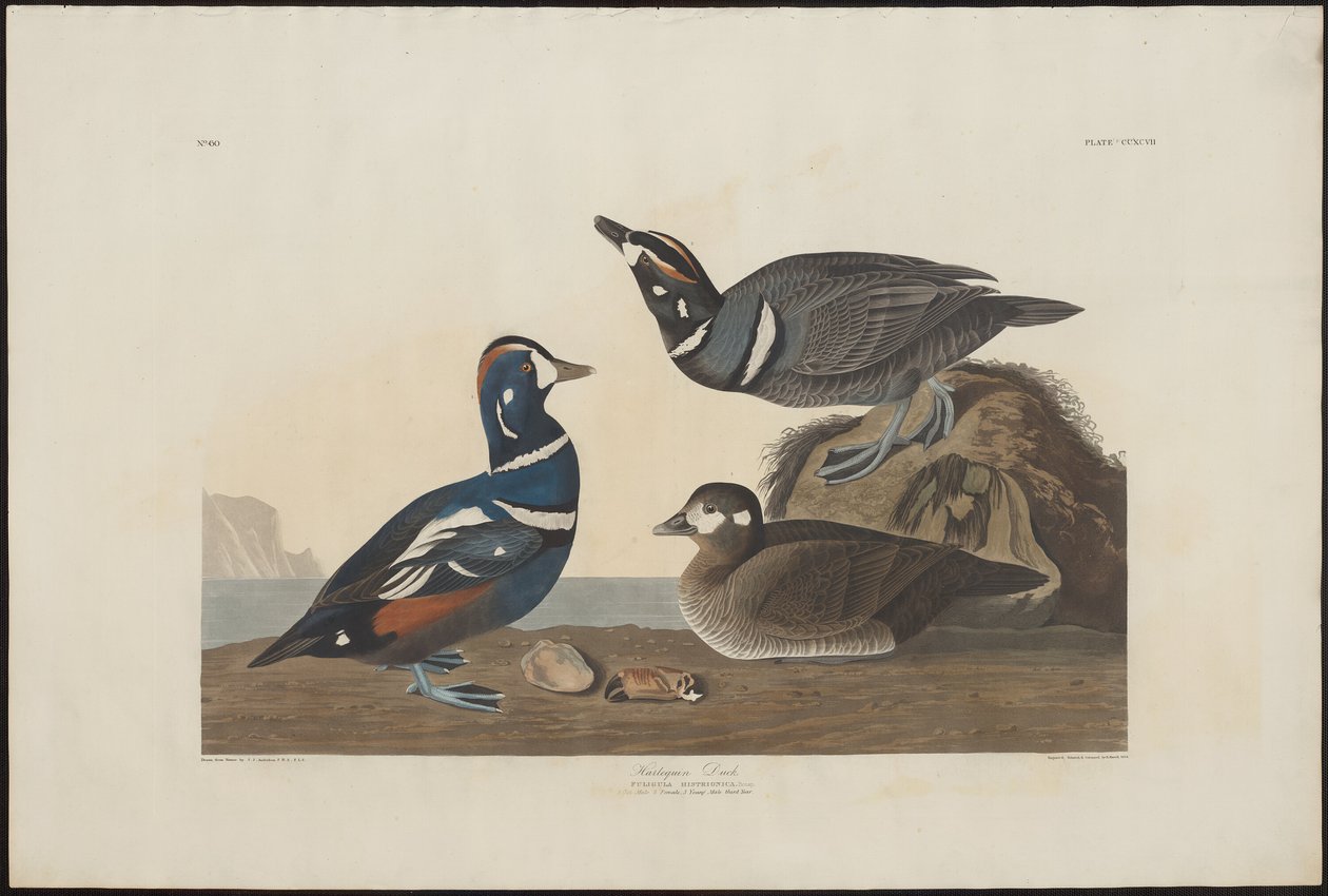 Harlekijneend door Robert Havell