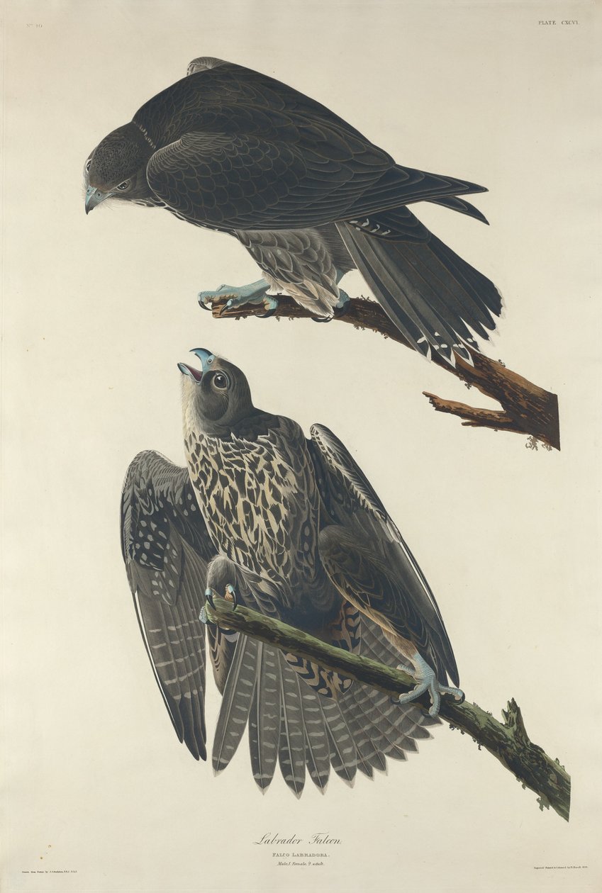 Labradorvalk door Robert Havell