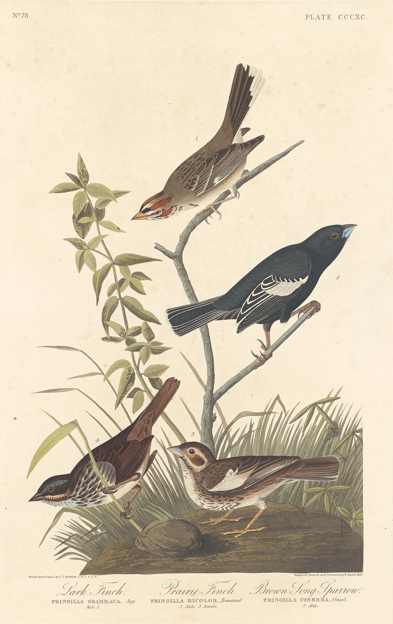 Lark Finch, Prairie Finch en Brown Song Sparrow, 1837 door Robert Havell