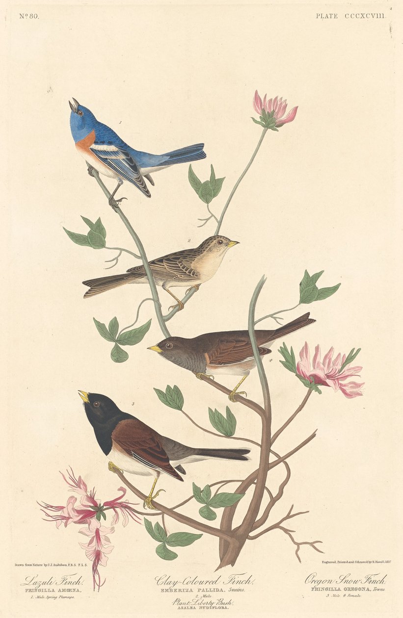 Lazuli-vink, kleikleurige vink en Oregon-sneeuwvink door Robert Havell