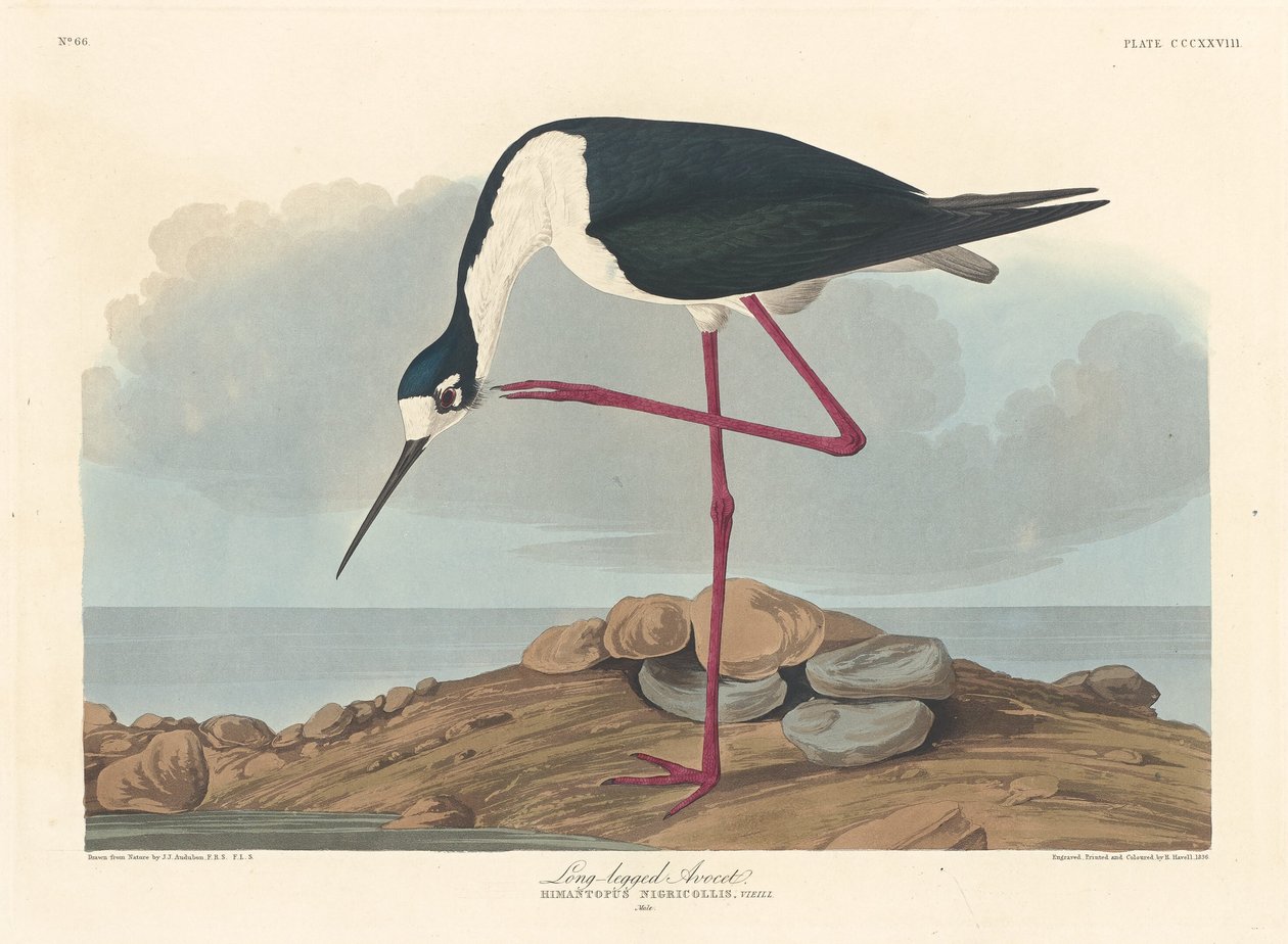 Steltkluut door Robert Havell