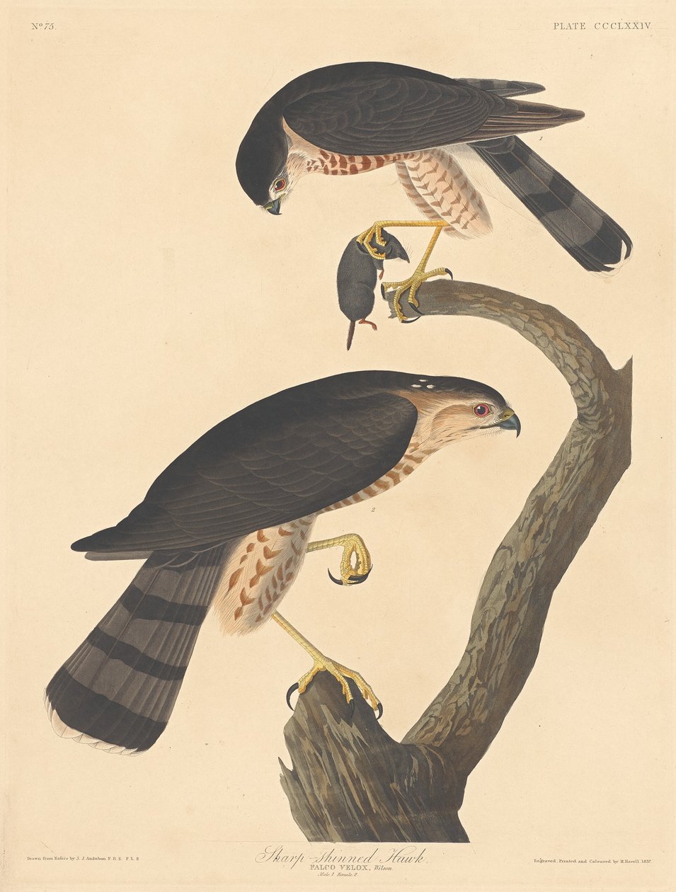 Sperwer, 1837 door Robert Havell