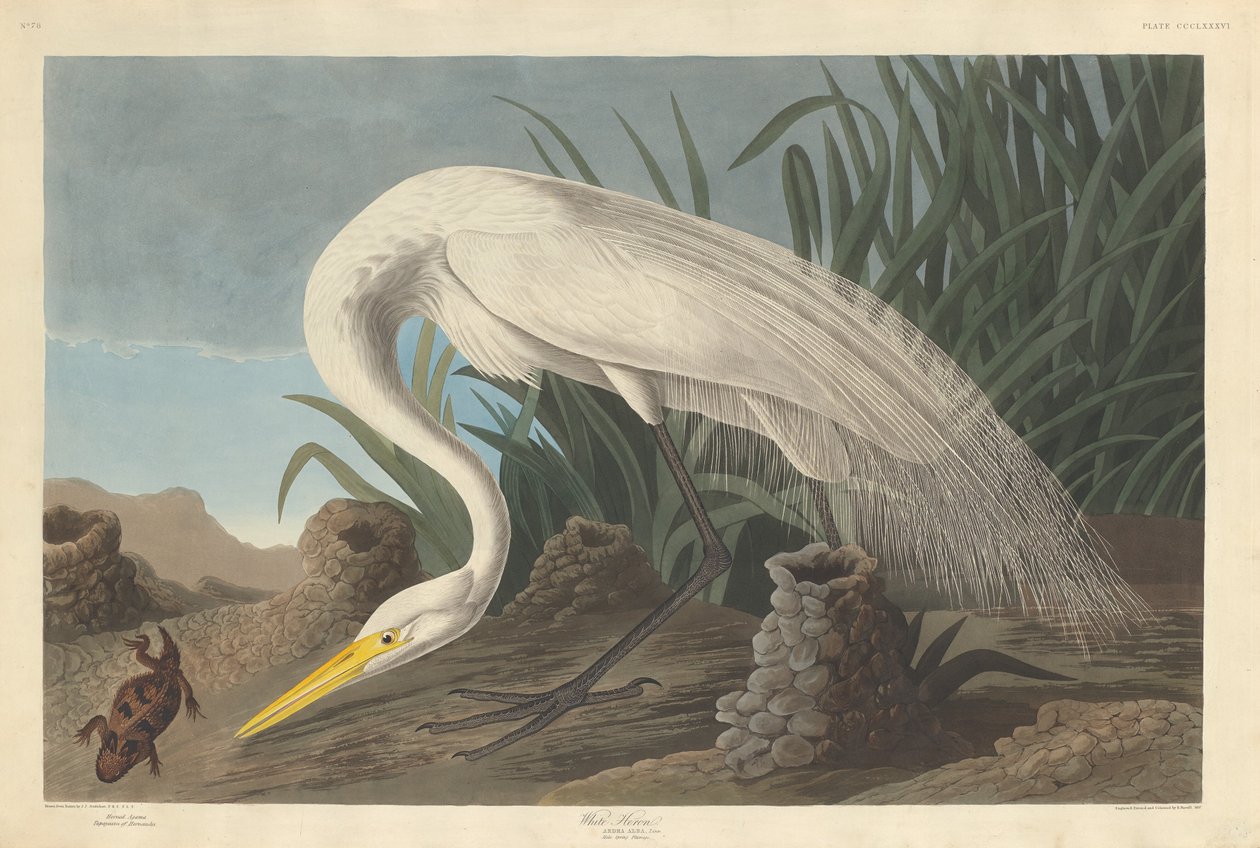 Witte Reiger, 1837 door Robert Havell