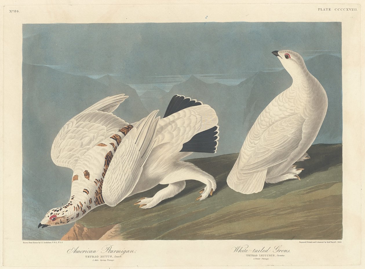 Amerikaanse sneeuwhoen en witstaartpatrijs door Robert Havell after John James Audubon