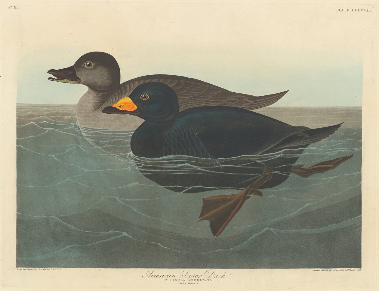 Amerikaanse Zwarte Eend door Robert Havell after John James Audubon