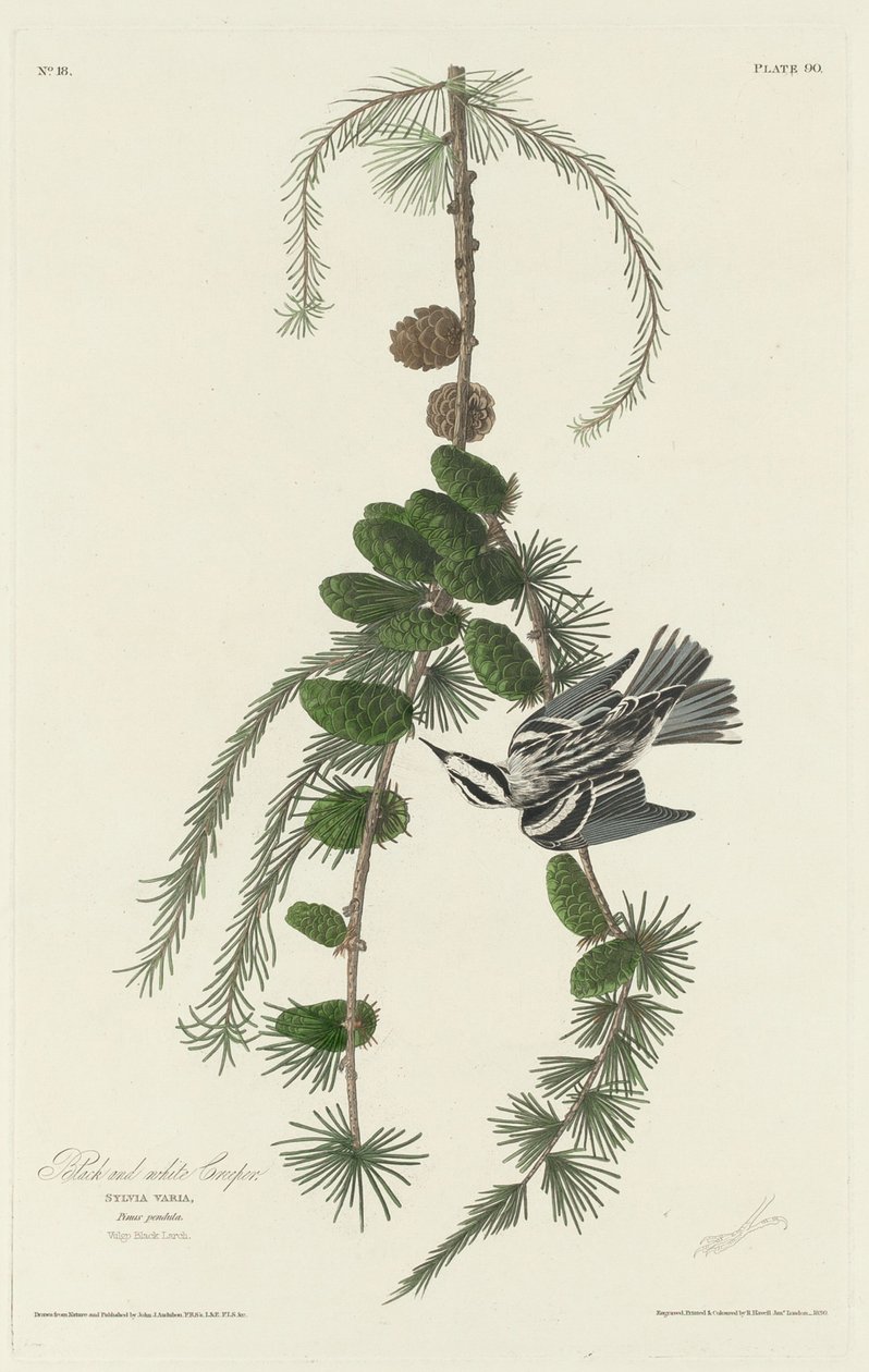Zwart-witte Kruiper door Robert Havell after John James Audubon