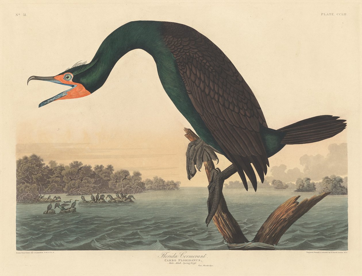 Florida Aalscholver door Robert Havell after John James Audubon
