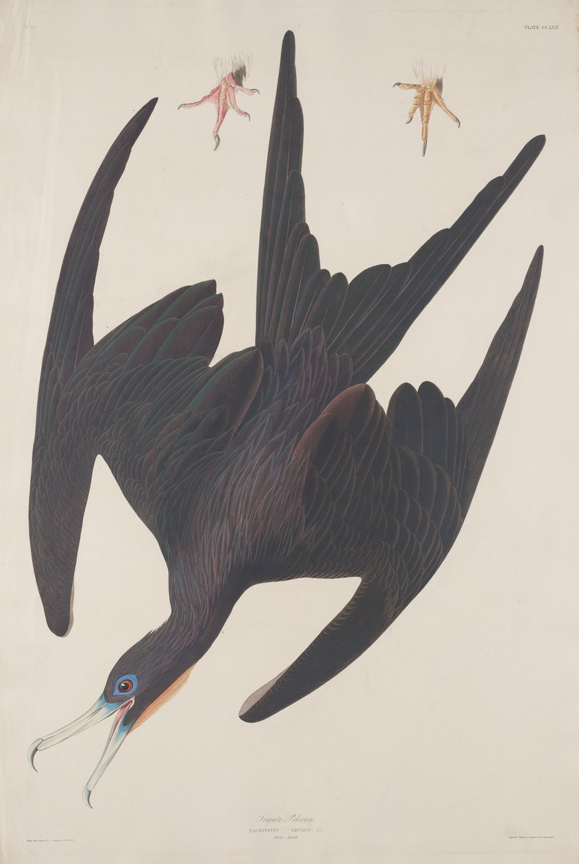 Fregat Pelikaan door Robert Havell after John James Audubon