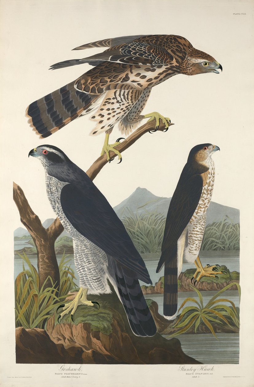 Havik en Stanley Havik door Robert Havell after John James Audubon