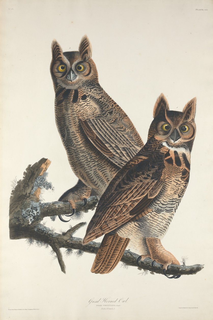 Grote Gehoornde Uil door Robert Havell after John James Audubon