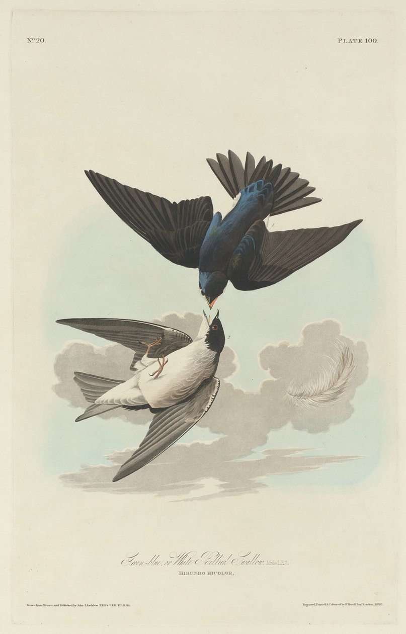 Groen-blauwe of Witbuikzwaluw door Robert Havell after John James Audubon
