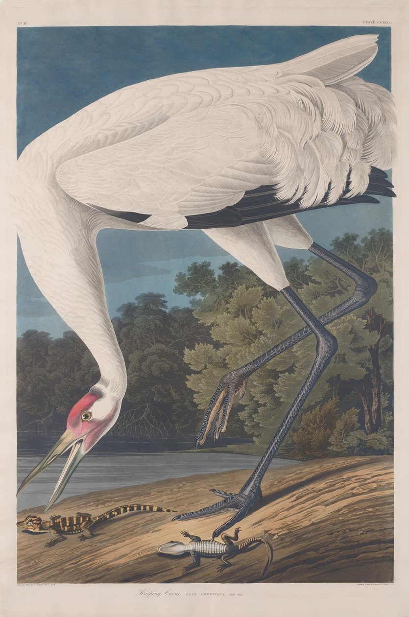 Hoepel kraanvogel door Robert Havell after John James Audubon