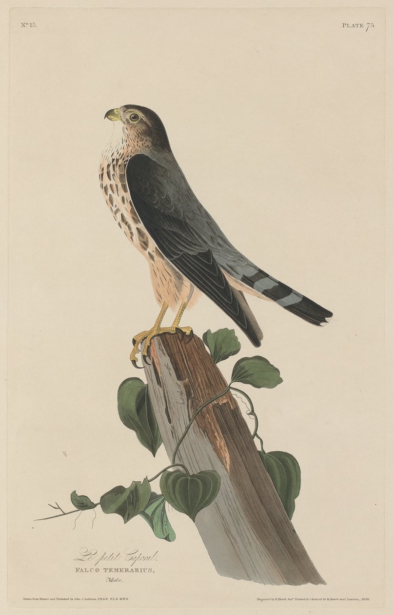 De kleine korporaal door Robert Havell after John James Audubon