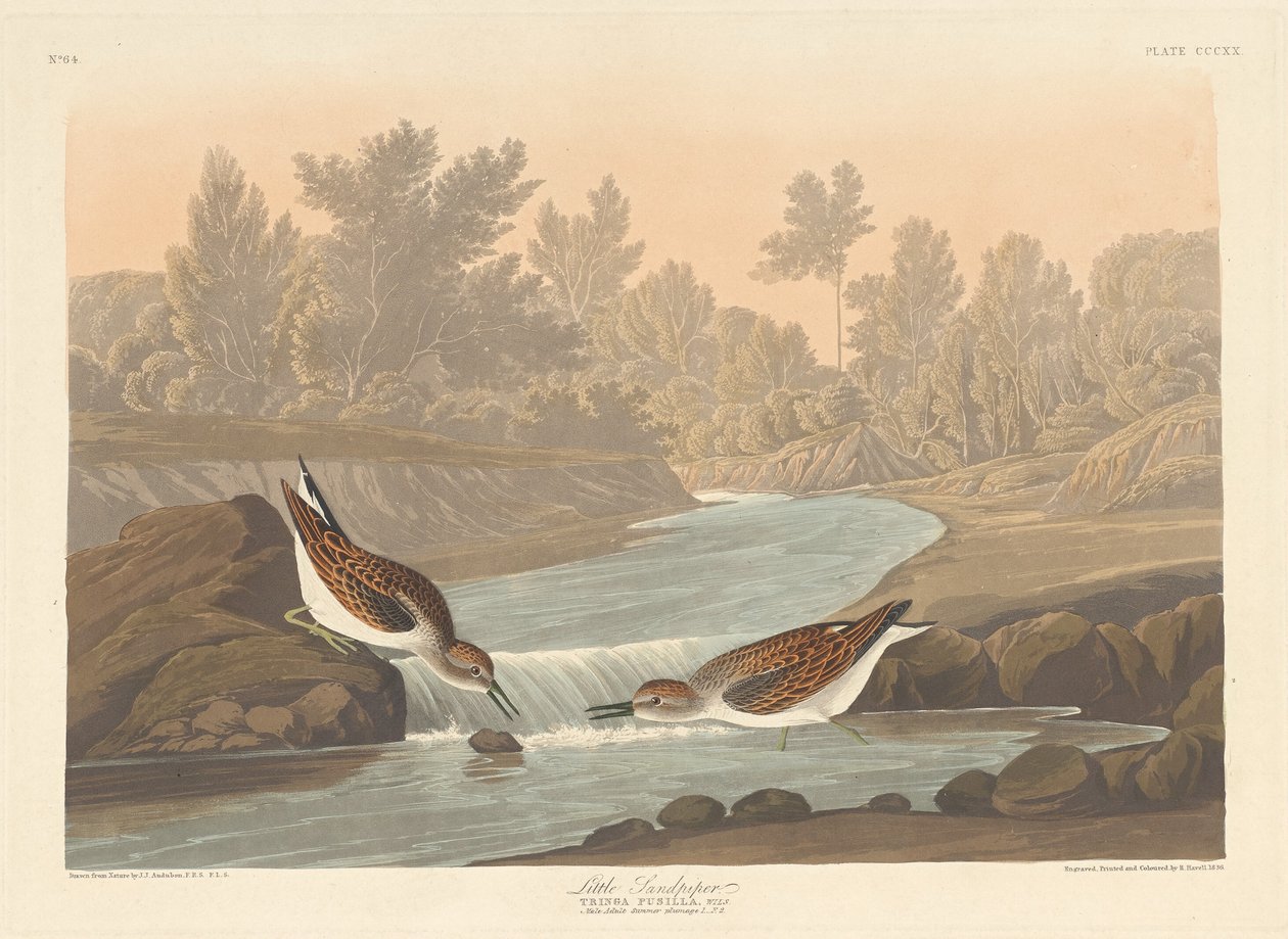 Kleine Strandloper door Robert Havell after John James Audubon