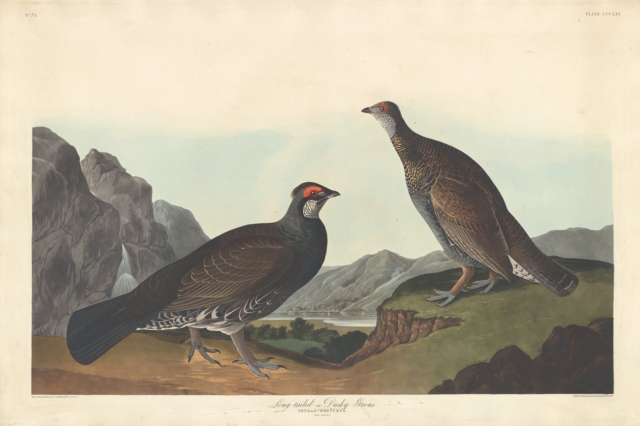 Langstaart- of donkere korhoen door Robert Havell after John James Audubon