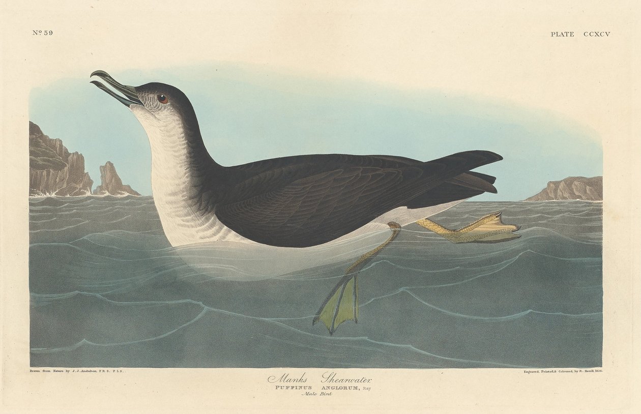 Manks pijlstormvogel door Robert Havell after John James Audubon