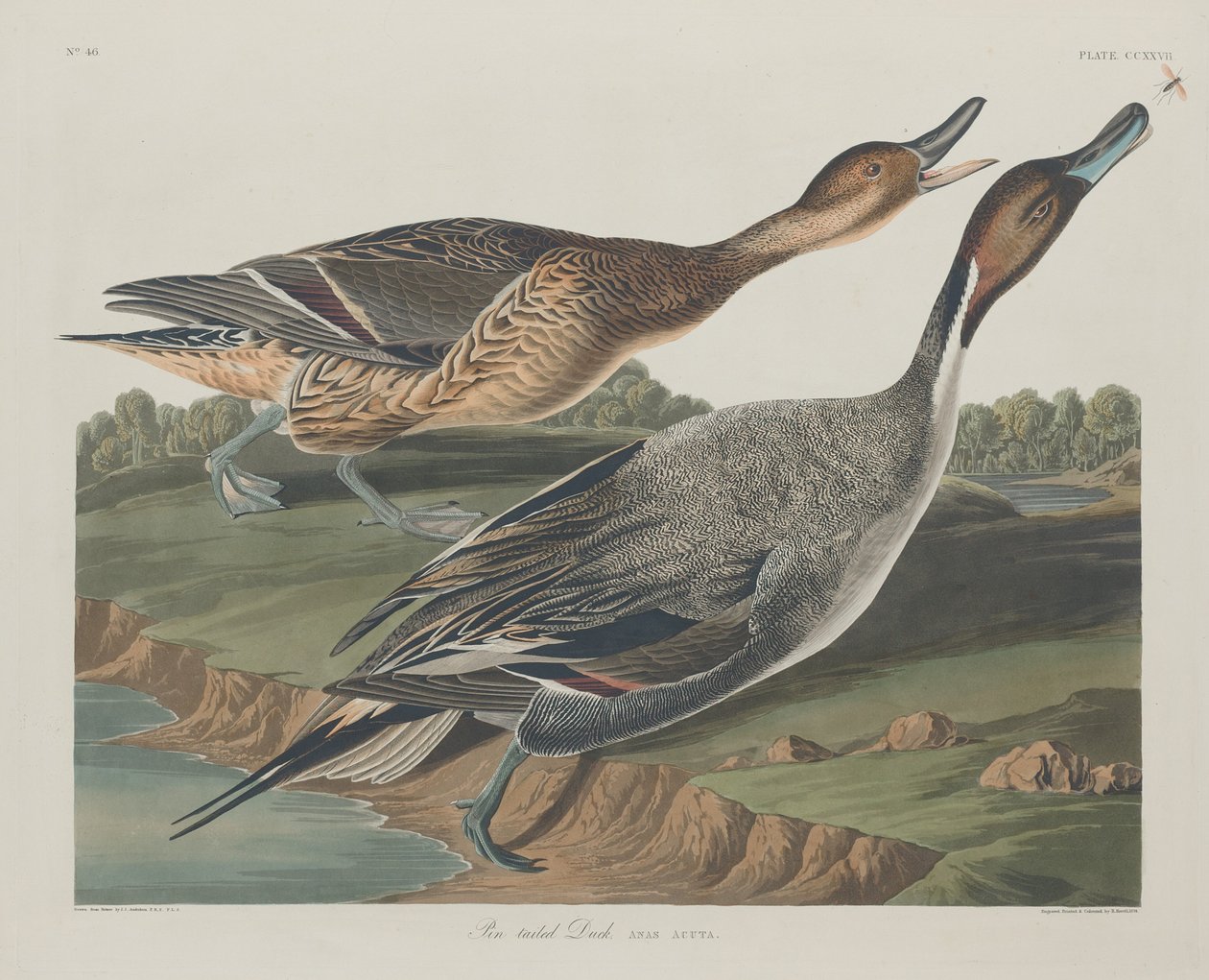Pintail Eend door Robert Havell after John James Audubon
