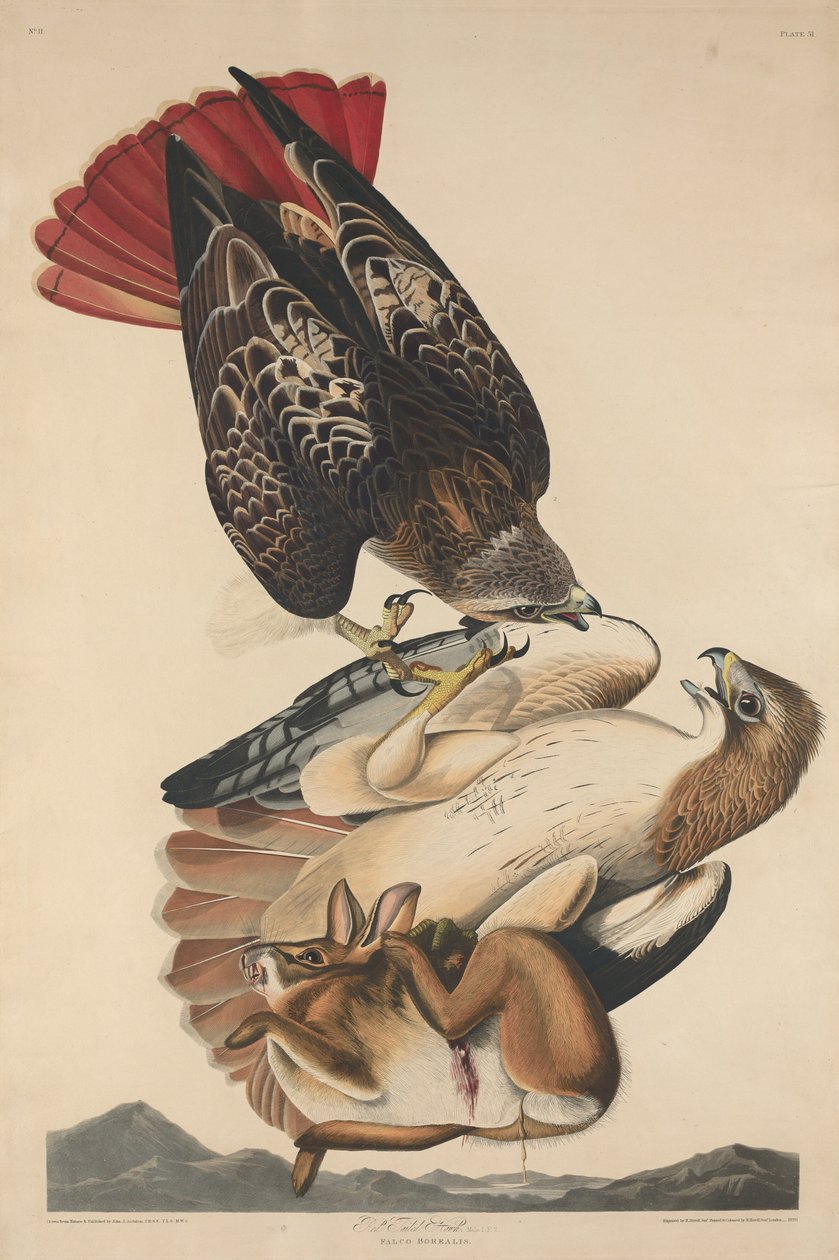 Roodstaartbuizerd door Robert Havell after John James Audubon