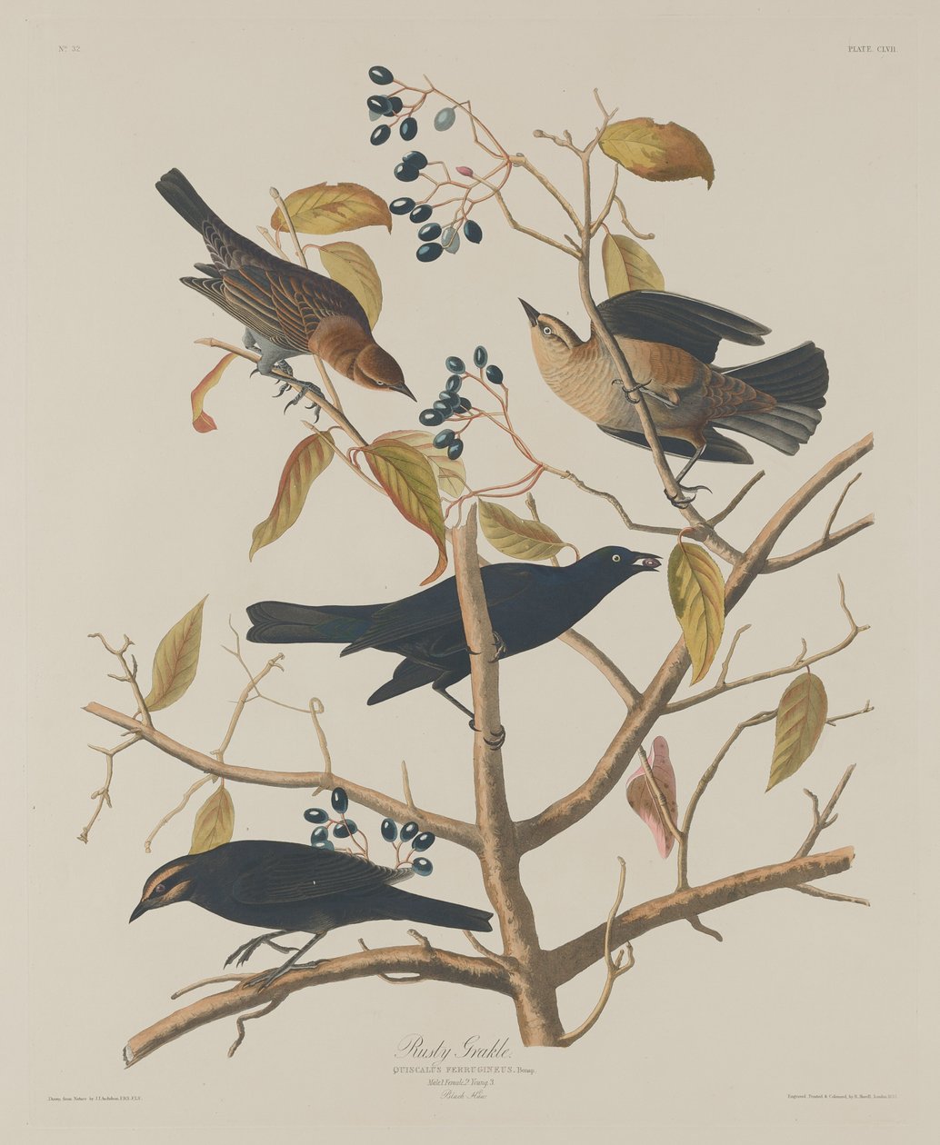 Roestige Grakle door Robert Havell after John James Audubon