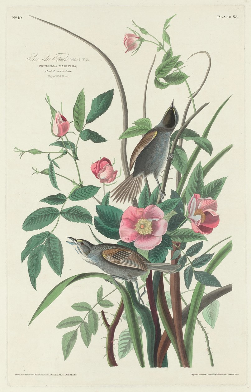 Zeezijde Vink door Robert Havell after John James Audubon