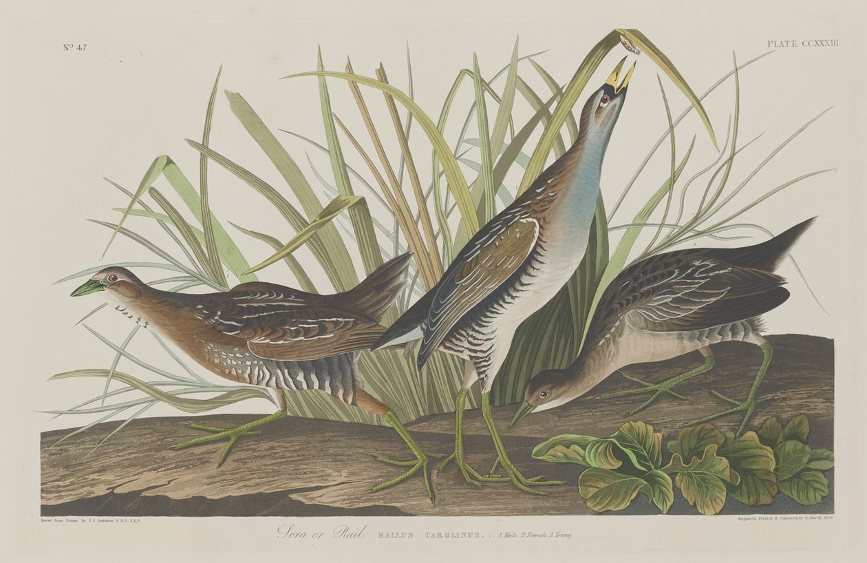 Sora of Ral door Robert Havell after John James Audubon