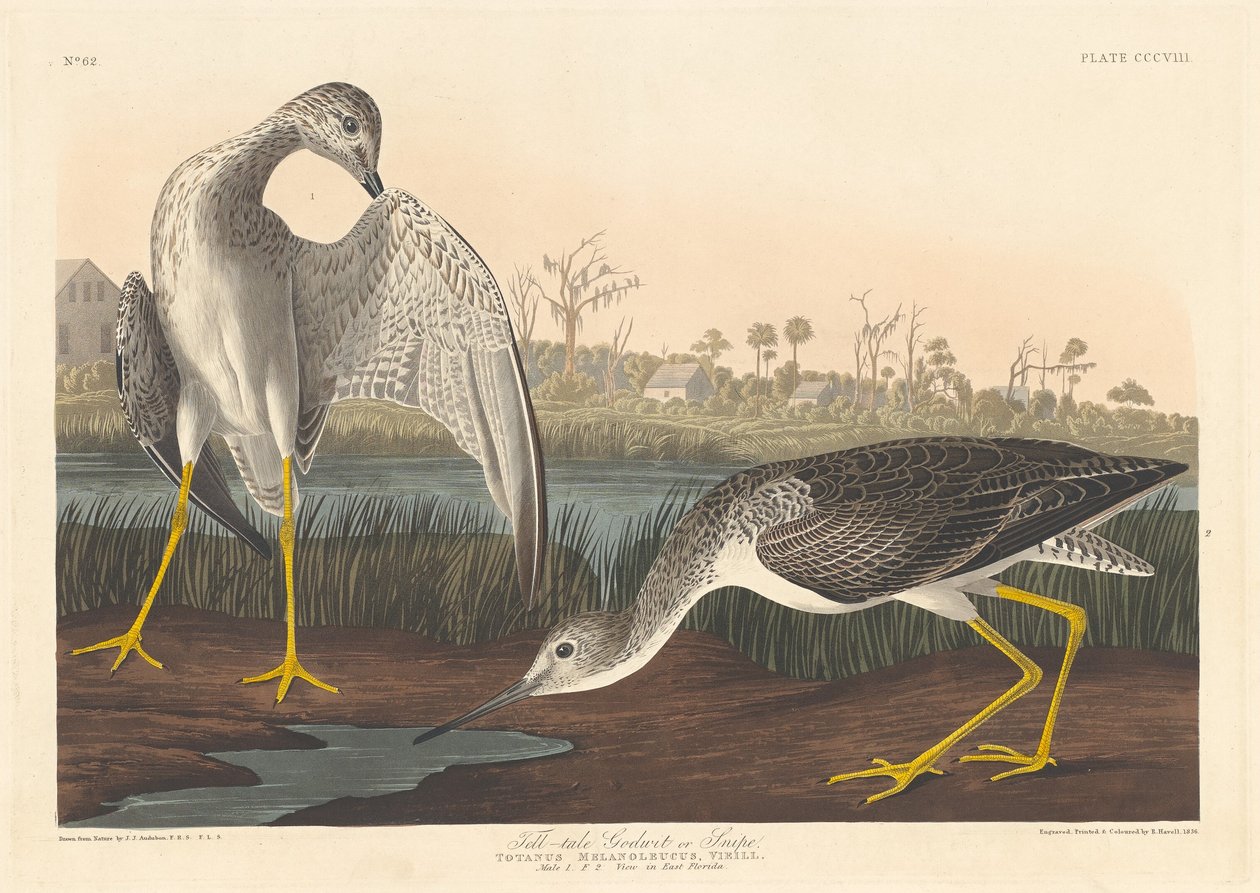 Vertellende Grutto door Robert Havell after John James Audubon