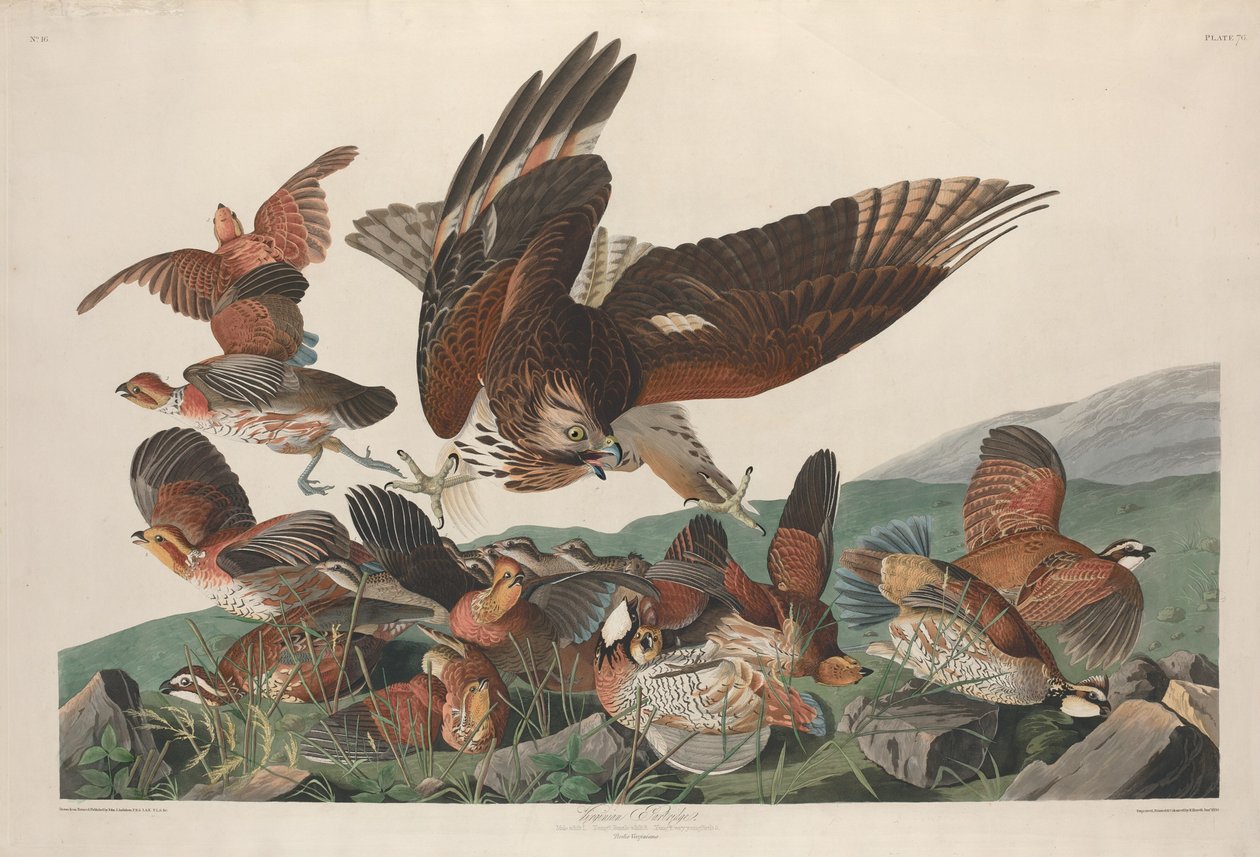 Virginische Patrijs door Robert Havell after John James Audubon