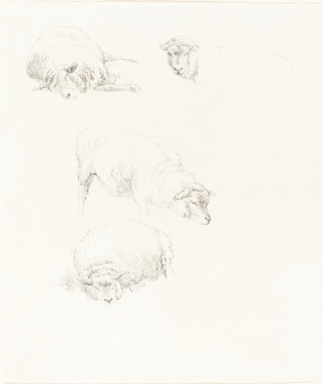 Studies van Schapen door Robert Hills