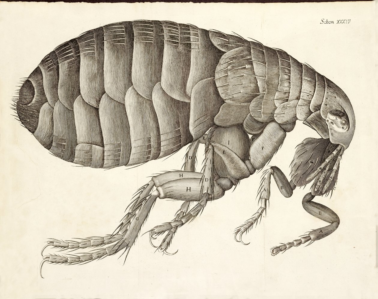 Dwarsdoorsnede van een vlo uit Micrographia, pub. 1665 door Robert Hooke