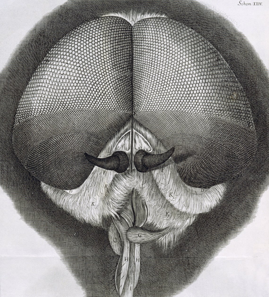 Grijze zweefvlieg, observatie XXXIX uit Hookes Micrographia door Robert Hooke