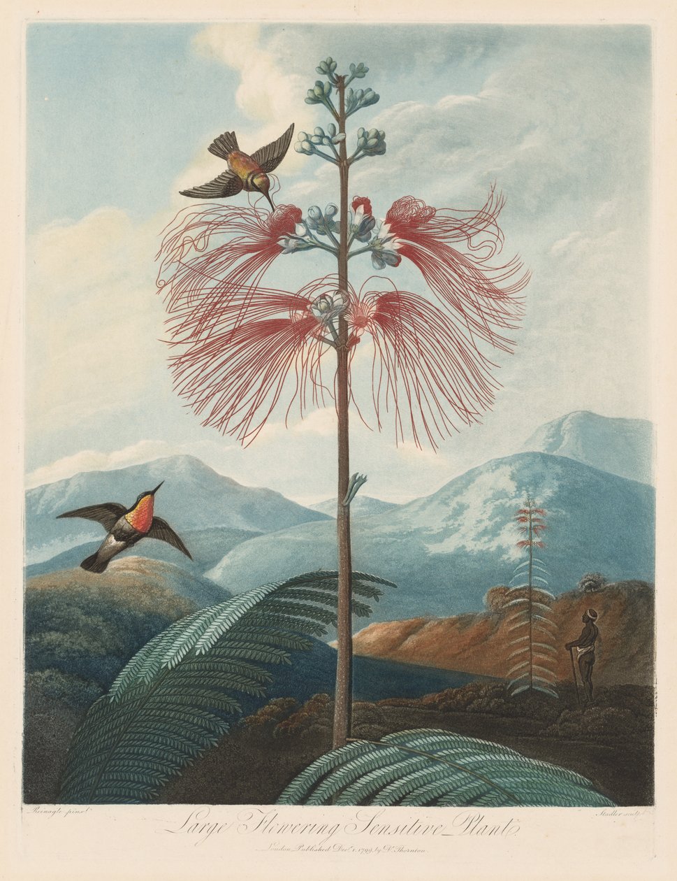 De tempel van Flora, of tuin van de natuur: Grote bloeiende gevoelige plant door Robert John Thornton