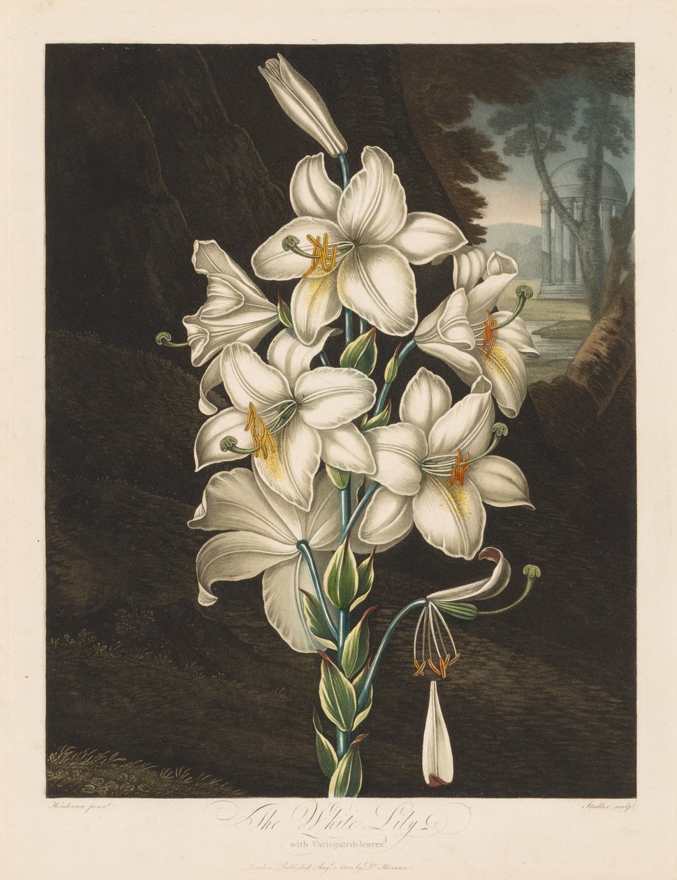 De Tempel van Flora, of Tuin van de Natuur: De Witte Lelie met Bonte Bladeren door Robert John Thornton