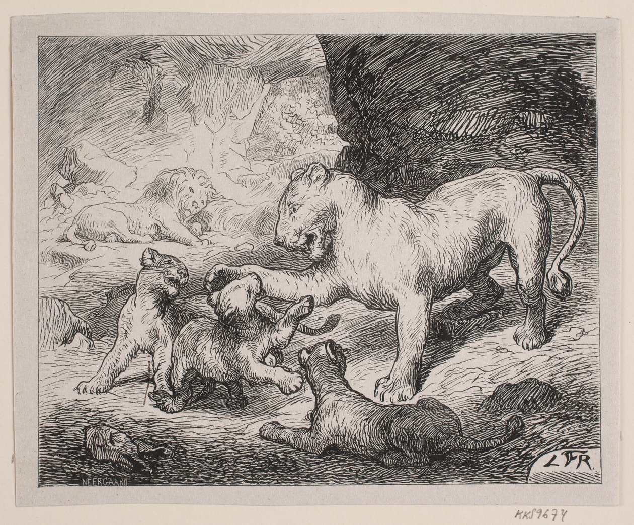 Leeuwenwelpen. Illustratie bij Chr. Winthers 