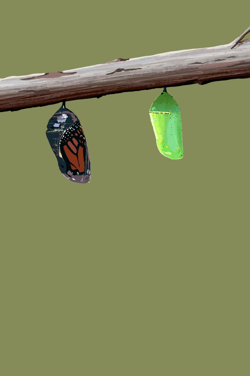 Monarch Cocons door Roberta Murray