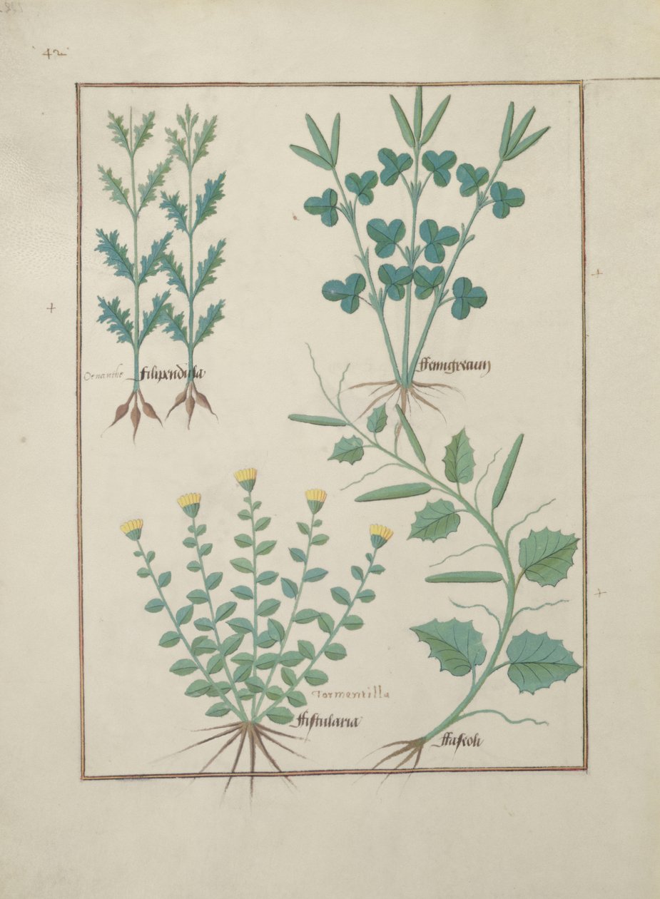 Filipendula, Fistularia en Faseolus, illustratie uit Het Boek der Eenvoudige Geneesmiddelen, door Mattheaus Platearius door Robinet Testard