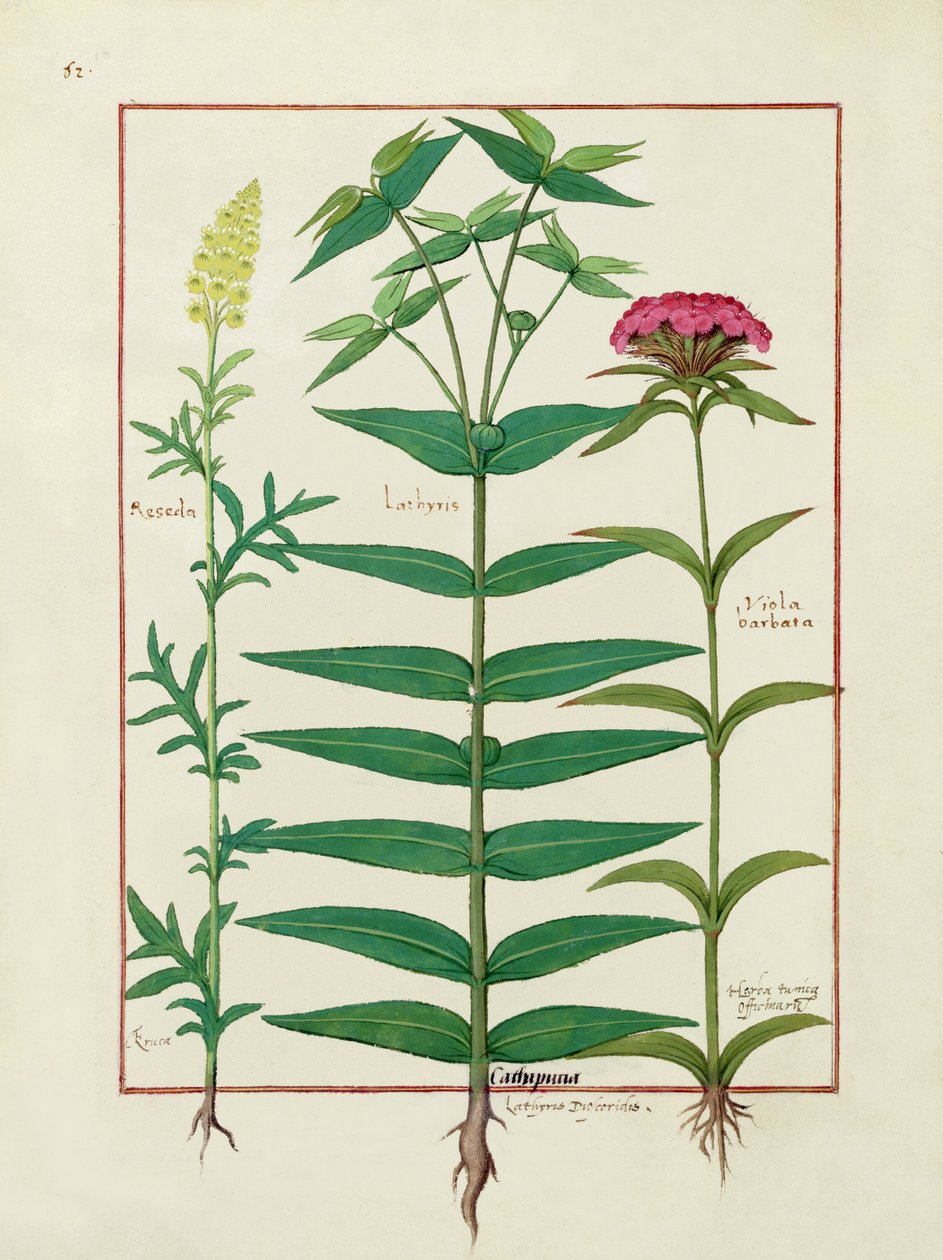 Reseda, Euphorbia en Dianthus, Illustratie uit het Boek der Eenvoudige Geneesmiddelen door Mattheaus Platearius door Robinet Testard