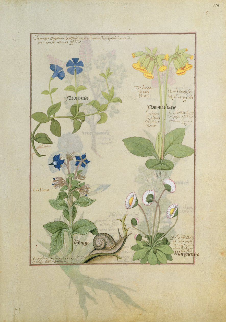 Blauwe Clematis of Ranonkel en Primula. Onderste rij Bernagie of Vergeet-mij-nietje en Margriet door Robinet Testard