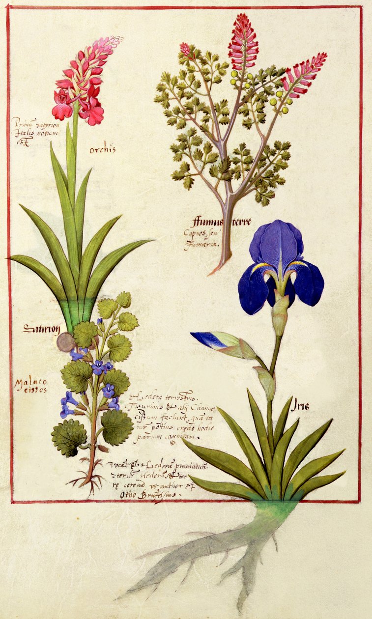 Bovenste rij: Orchidee en Duivenkervel of Gebroken Hart. Onderste rij: Hedera en Iris, illustratie uit Het Boek der Eenvoudige Geneesmiddelen door Mattheaus Platearius 114v door Robinet Testard